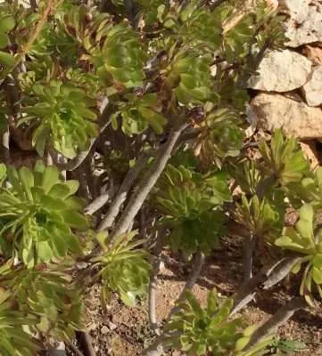 Aeonium arboreum Zwartkop características