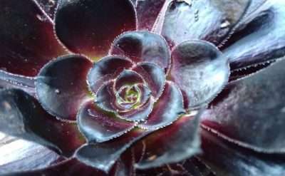 Aeonium arboreum Zwartkop luz