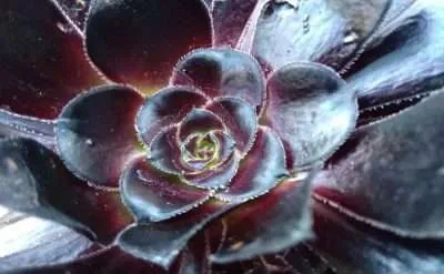 Aeonium arboreum Zwartkop luz