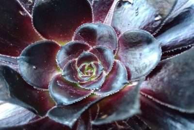 Aeonium arboreum Zwartkop luz