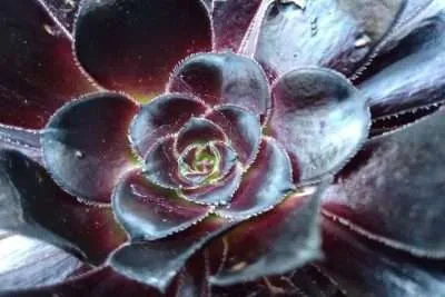 Aeonium arboreum Zwartkop luz