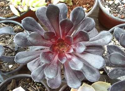 Aeonium arboreum Zwartkop temperatura