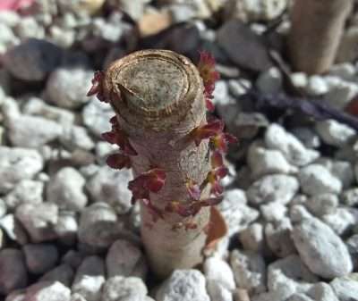 Aeonium arboreum Zwartkop propagación