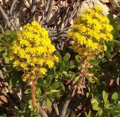 Aeonium arboreum Zwartkop floración