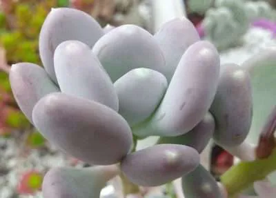 Pachyphytum glutinicaule