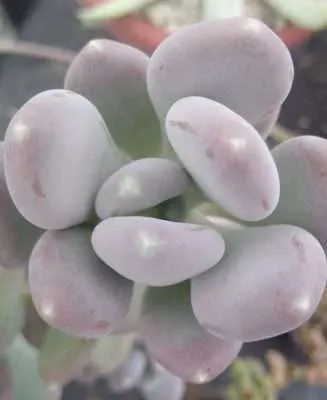 Pachyphytum glutinicaule características