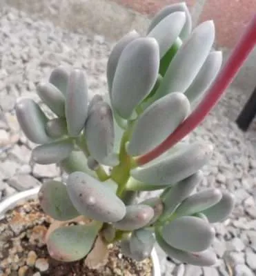 Pachyphytum glutinicaule luz