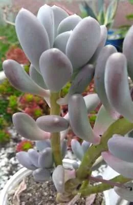 Pachyphytum glutinicaule temperatura