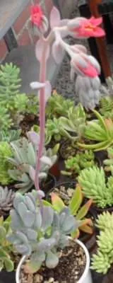 Pachyphytum glutinicaule floración
