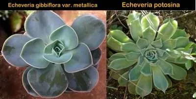Echeveria Perle von