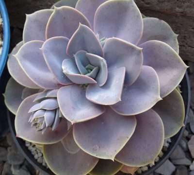 Echeveria Perle von problemas