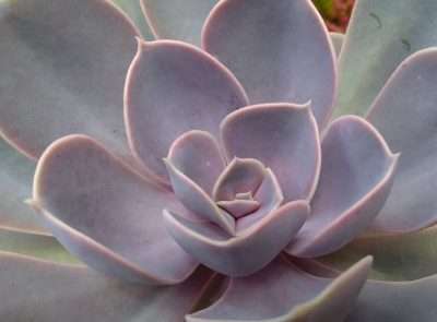 Echeveria Perle von Características