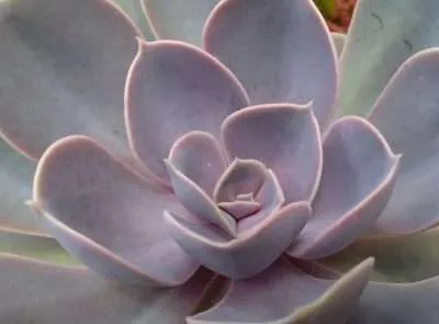 Echeveria Perle von Características