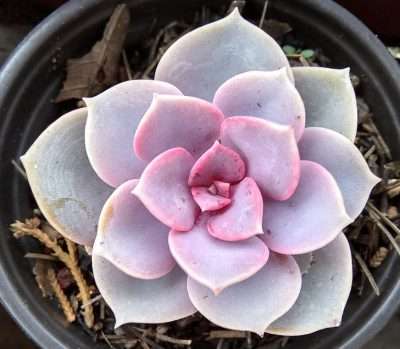 Echeveria Perle von Sol