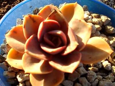 Echeveria Perle von quemaduras