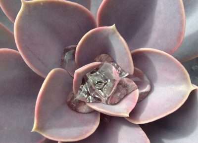 Echeveria Perle von riego