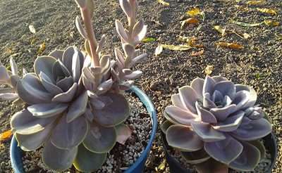 Echeveria Perle von sustrato