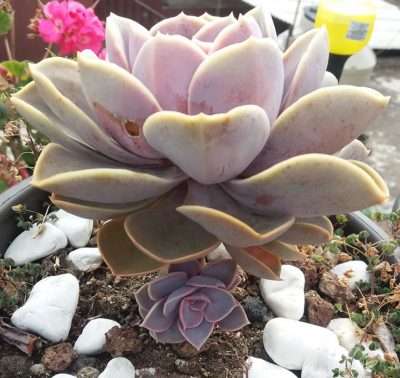 Echeveria Perle von reproducción por hijuelo