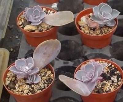 Echeveria Perle von reproducción por hoja