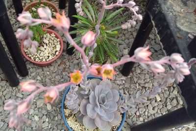 Echeveria Perle von floración