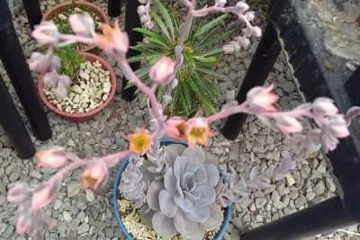 Echeveria Perle von floración