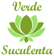 ✓Cuidados del Aeonium arboreum Zwartkop - Verde Suculenta