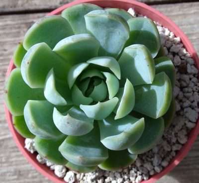 Echeveria elegans