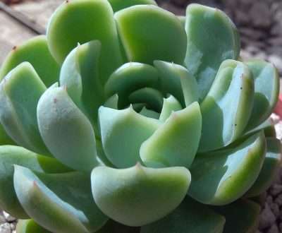 Echeveria elegans características