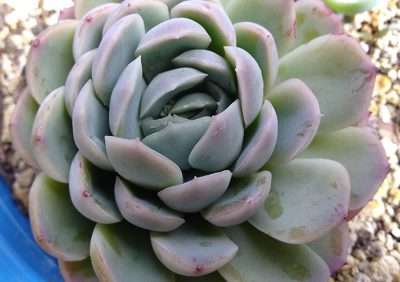 Echeveria elegans luz
