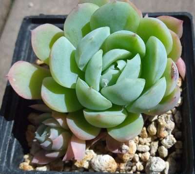 Echeveria elegans riego