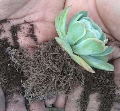 Echeveria elegans sustrato