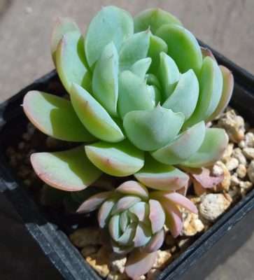 Echeveria elegans propagación hijos