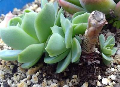 Echeveria elegans propagación hoja