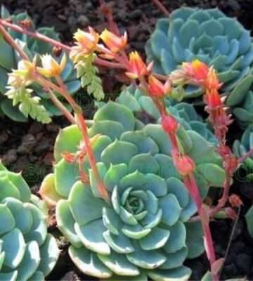 Echeveria elegans floración