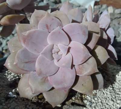 Superbum temperatura