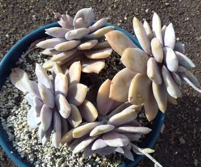 Superbum propagación esqueje