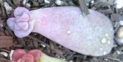 Superbum propagación hoja