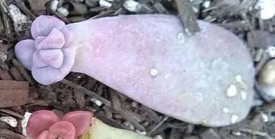 Superbum propagación hoja