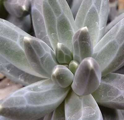 Pachyphytum compactum