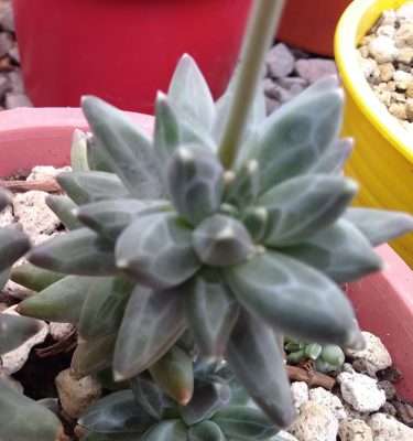 Pachyphytum compactum características
