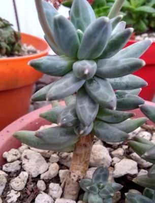 Pachyphytum compactum luz