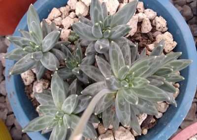 Pachyphytum compactum riego
