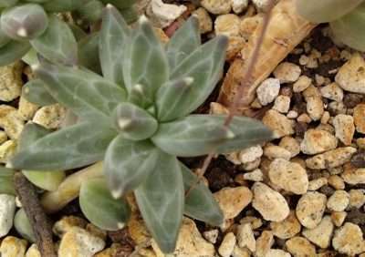 Pachyphytum compactum sustrato