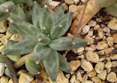 Pachyphytum compactum sustrato