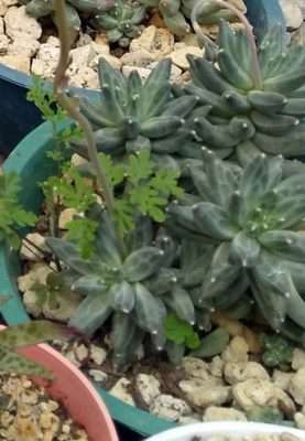 Pachyphytum compactum fertilización