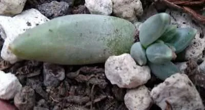 Pachyphytum compactum propagación