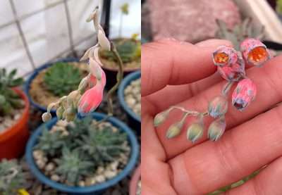 Pachyphytum compactum floración