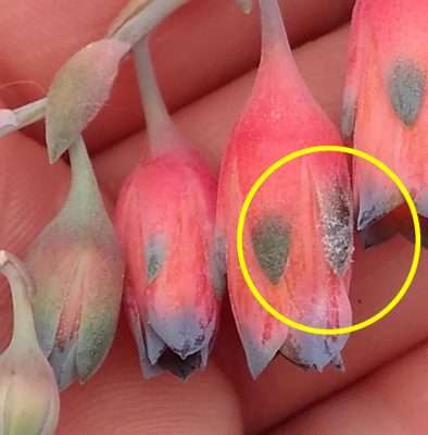 Pachyphytum compactum problemas