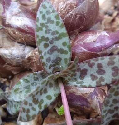Ledebouria socialis