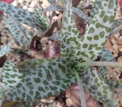 Ledebouria socialis características